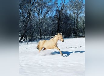 Koń hanowerski Mix, Wałach, 3 lat, 160 cm, Izabelowata