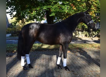 Koń hanowerski, Wałach, 3 lat, 163 cm, Ciemnogniada