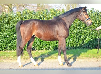 Koń hanowerski, Wałach, 3 lat, 165 cm, Gniada