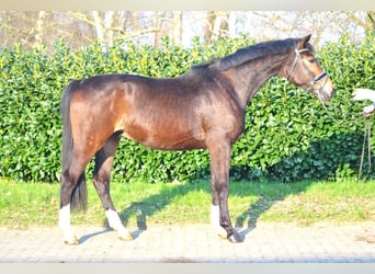 Koń hanowerski, Wałach, 3 lat, 165 cm, Gniada