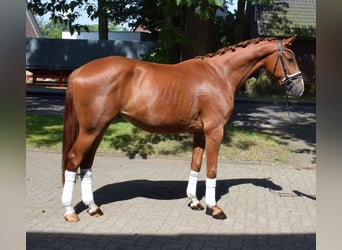 Koń hanowerski, Wałach, 3 lat, 165 cm, Kasztanowata