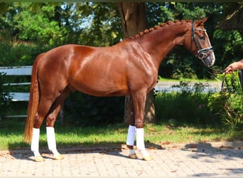 Koń hanowerski, Wałach, 3 lat, 166 cm, Ciemnokasztanowata