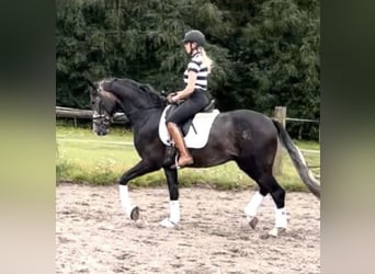 Koń hanowerski, Wałach, 3 lat, 166 cm, Siwa jabłkowita
