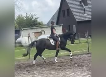 Koń hanowerski, Wałach, 3 lat, 166 cm, Siwa jabłkowita
