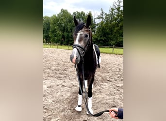 Koń hanowerski, Wałach, 3 lat, 166 cm, Siwa jabłkowita