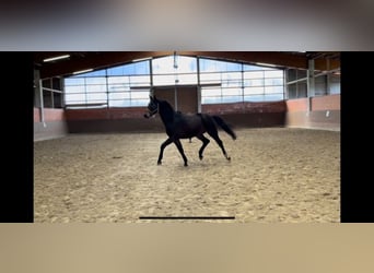 Koń hanowerski, Wałach, 3 lat, 167 cm, Gniada