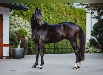 Koń hanowerski, Wałach, 3 lat, 167 cm, Gniada