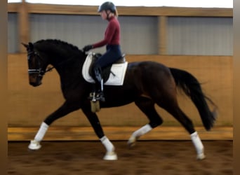 Koń hanowerski, Wałach, 3 lat, 168 cm, Ciemnogniada