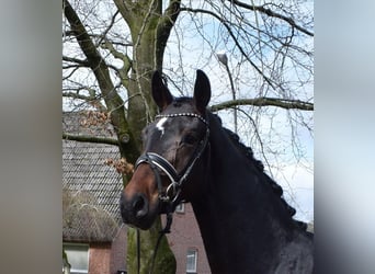 Koń hanowerski, Wałach, 3 lat, 168 cm, Ciemnogniada