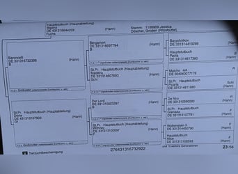 Koń hanowerski, Wałach, 3 lat, 168 cm, Ciemnogniada