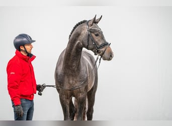Koń hanowerski, Wałach, 3 lat, 168 cm, Siwa