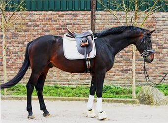 Koń hanowerski, Wałach, 3 lat, 168 cm, Skarogniada