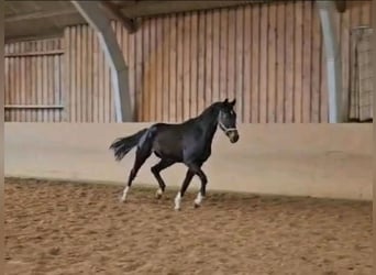 Koń hanowerski, Wałach, 3 lat, 169 cm, Ciemnogniada