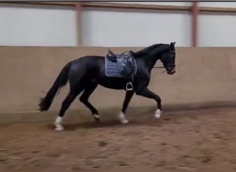 Koń hanowerski, Wałach, 3 lat, 169 cm, Ciemnogniada