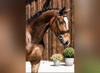 Koń hanowerski, Wałach, 3 lat, 169 cm, Gniada