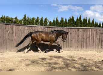 Koń hanowerski, Wałach, 3 lat, 169 cm, Gniada