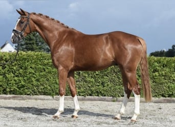 Koń hanowerski, Wałach, 3 lat, 169 cm, Kasztanowata