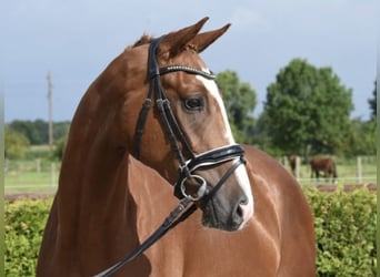 Koń hanowerski, Wałach, 3 lat, 169 cm, Kasztanowata