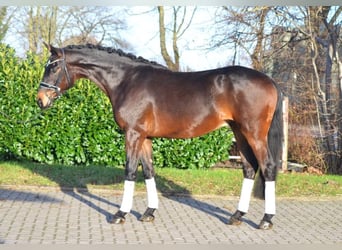Koń hanowerski, Wałach, 3 lat, 170 cm, Gniada