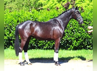 Koń hanowerski, Wałach, 3 lat, 170 cm, Kara