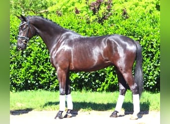 Koń hanowerski, Wałach, 3 lat, 170 cm, Kara