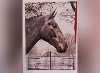 Koń hanowerski, Wałach, 3 lat, 170 cm, Siwa