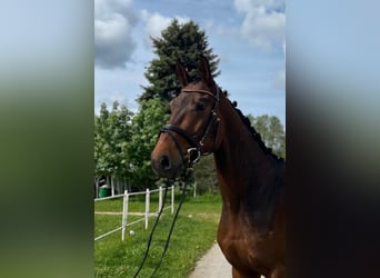 Koń hanowerski, Wałach, 3 lat, 172 cm, Ciemnogniada