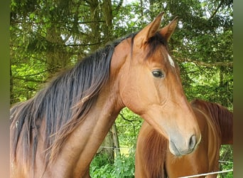Koń hanowerski, Wałach, 3 lat, 172 cm, Gniada