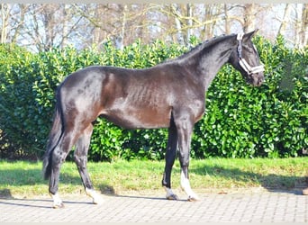 Koń hanowerski, Wałach, 3 lat, 172 cm, Kara