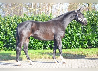 Koń hanowerski, Wałach, 3 lat, 172 cm, Kara