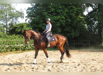 Koń hanowerski, Wałach, 3 lat, 175 cm, Gniada