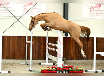 Koń hanowerski, Wałach, 3 lat, 175 cm, Kasztanowata