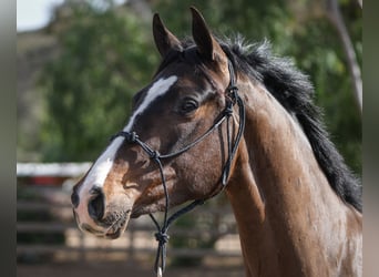 Koń hanowerski, Wałach, 3 lat, Ciemnogniada