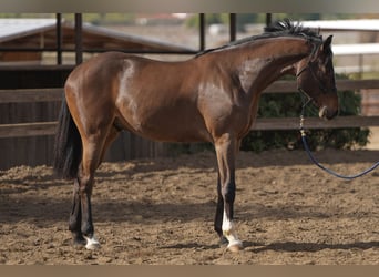 Koń hanowerski, Wałach, 3 lat, Ciemnogniada