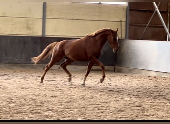 Koń hanowerski, Wałach, 4 lat, 160 cm, Kasztanowata