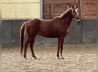 Koń hanowerski, Wałach, 4 lat, 160 cm, Kasztanowata