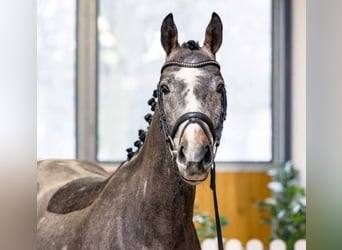 Koń hanowerski, Wałach, 4 lat, 160 cm, Siwa