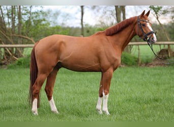 Koń hanowerski, Wałach, 4 lat, 163 cm, Kasztanowata