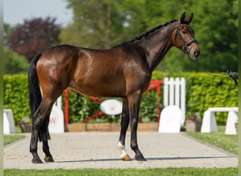Koń hanowerski, Wałach, 4 lat, 165 cm, Ciemnogniada