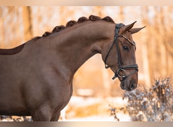 Koń hanowerski, Wałach, 4 lat, 165 cm, Ciemnokasztanowata