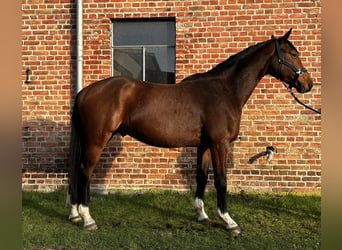 Koń hanowerski, Wałach, 4 lat, 165 cm, Gniada