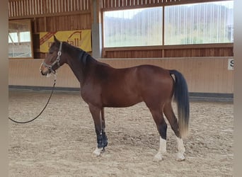 Koń hanowerski, Wałach, 4 lat, 165 cm, Gniada