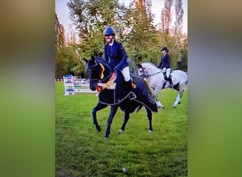Koń hanowerski, Wałach, 4 lat, 165 cm, Kara