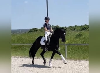 Koń hanowerski, Wałach, 4 lat, 165 cm, Kara