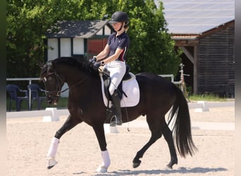 Koń hanowerski, Wałach, 4 lat, 165 cm, Kara