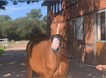 Koń hanowerski, Wałach, 4 lat, 165 cm, Kasztanowata