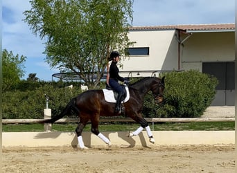 Koń hanowerski, Wałach, 4 lat, 166 cm, Ciemnogniada