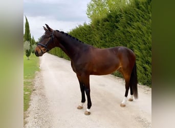 Koń hanowerski, Wałach, 4 lat, 166 cm, Ciemnogniada