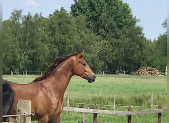 Koń hanowerski, Wałach, 4 lat, 166 cm, Ciemnokasztanowata