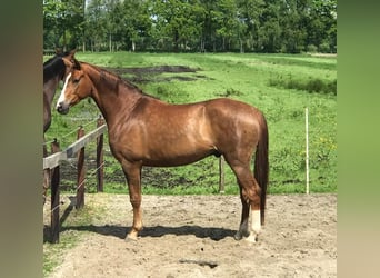 Koń hanowerski, Wałach, 4 lat, 166 cm, Ciemnokasztanowata